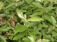 Salix argyracea