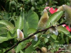 Salix argyracea
