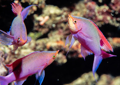 Mirolabrichthys tuka