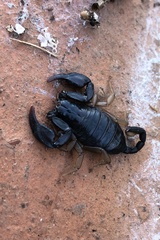 Euscorpius flavicaudis flavicaudis