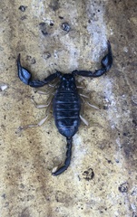 Euscorpius flavicaudis flavicaudis