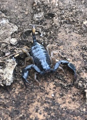 Euscorpius flavicaudis flavicaudis