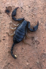 Euscorpius flavicaudis flavicaudis
