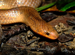 Atractus flammigerus