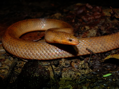 Atractus flammigerus