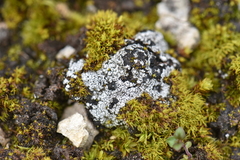 Catapyrenium cinereum