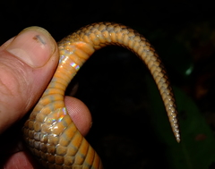 Atractus flammigerus