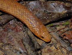 Atractus flammigerus