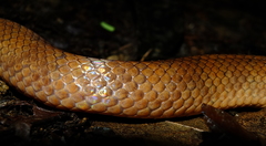 Atractus flammigerus