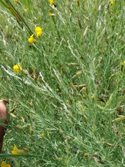 Pearsonia aristata
