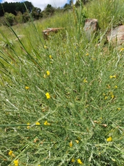 Pearsonia aristata