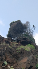 Olea europaea cerasiformis