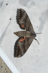 Marumba gaschkewitschii