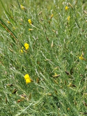 Pearsonia aristata