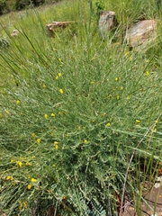 Pearsonia aristata