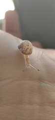 Cornu aspersum
