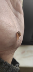 Cornu aspersum