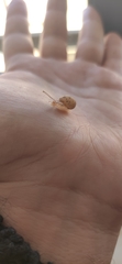 Cornu aspersum