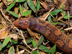 Atractus flammigerus