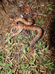 Atractus flammigerus