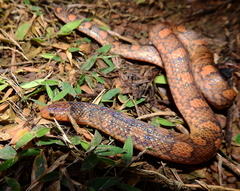 Atractus flammigerus