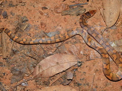 Atractus flammigerus