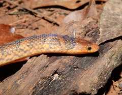 Atractus flammigerus