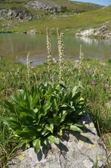 Macropodium nivale
