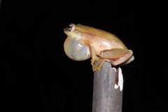 Hyperolius kivuensis