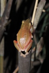 Hyperolius kivuensis