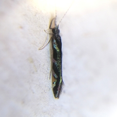 Nectopsyche splendida