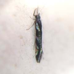 Nectopsyche splendida