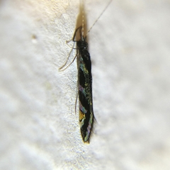 Nectopsyche splendida