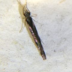 Nectopsyche splendida