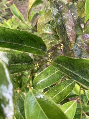 Lacistema aggregatum