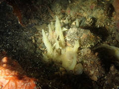 Ciocalypta penicillus