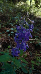 Delphinium gracilentum