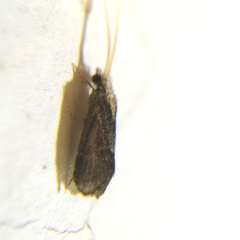 Hydropsychoidea