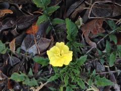 Oenothera triloba