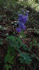 Delphinium gracilentum