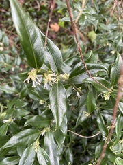 Sarcococca