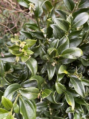 Sarcococca