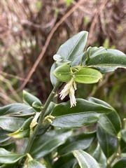 Sarcococca