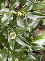 Sarcococca