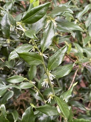 Sarcococca