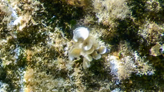Padina pavonica