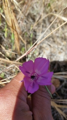 Clarkia lewisii