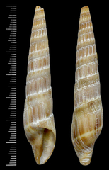 Duplicaria