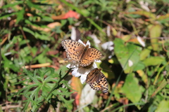 Argynnis niobe