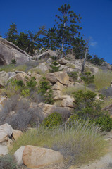 Triodia stenostachya